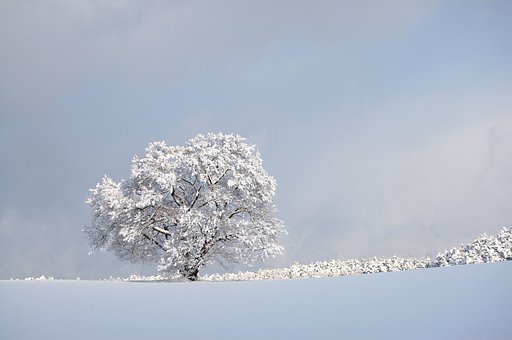 雪桜