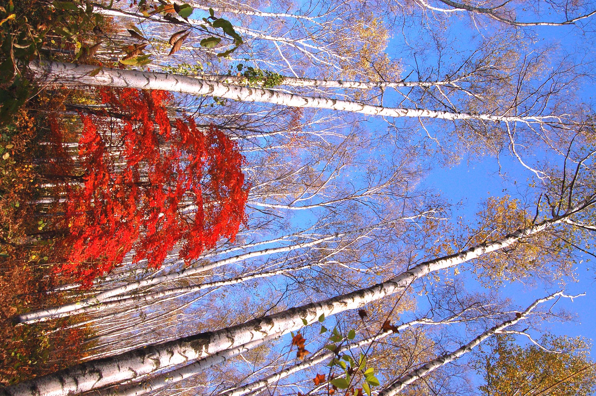 青と赤と白