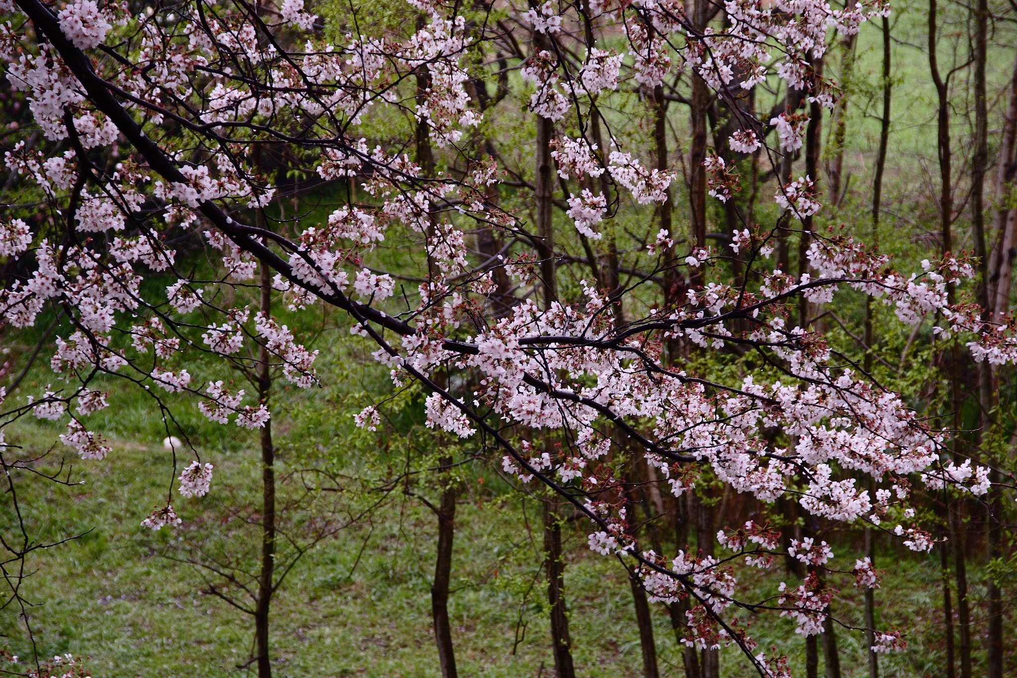 アンダーな桜