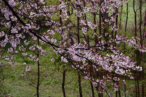 アンダーな桜