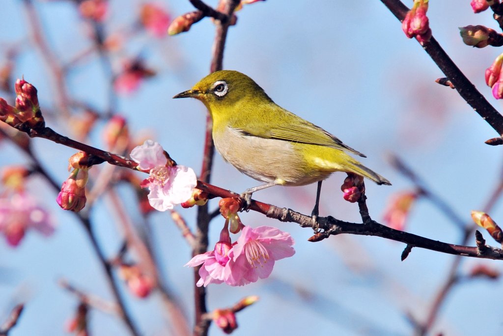 河津桜にメジロ　Ｄ６０