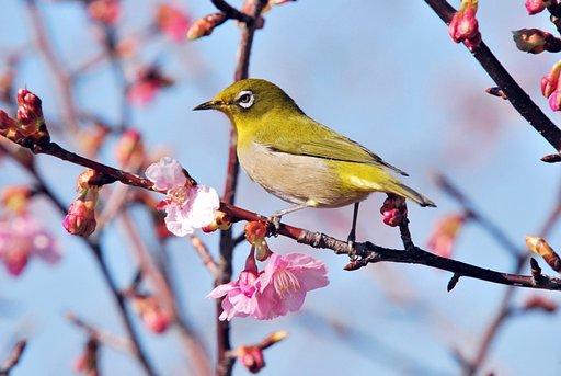 河津桜にメジロ　Ｄ６０