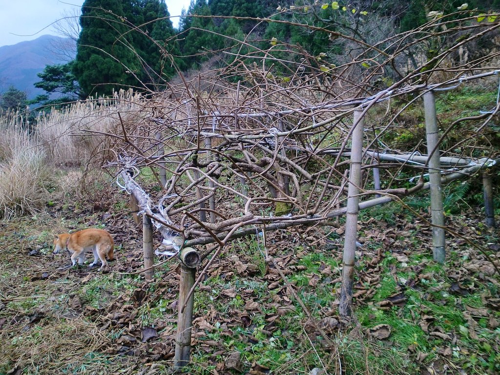 キウイの剪定初め