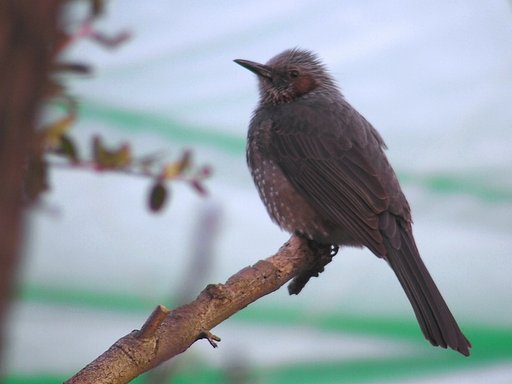 ヒヨさん