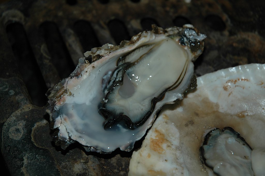 サロマ湖の牡蠣