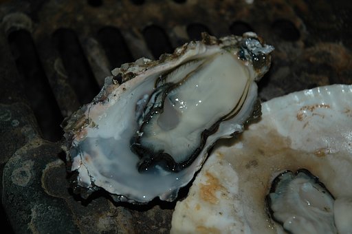 サロマ湖の牡蠣
