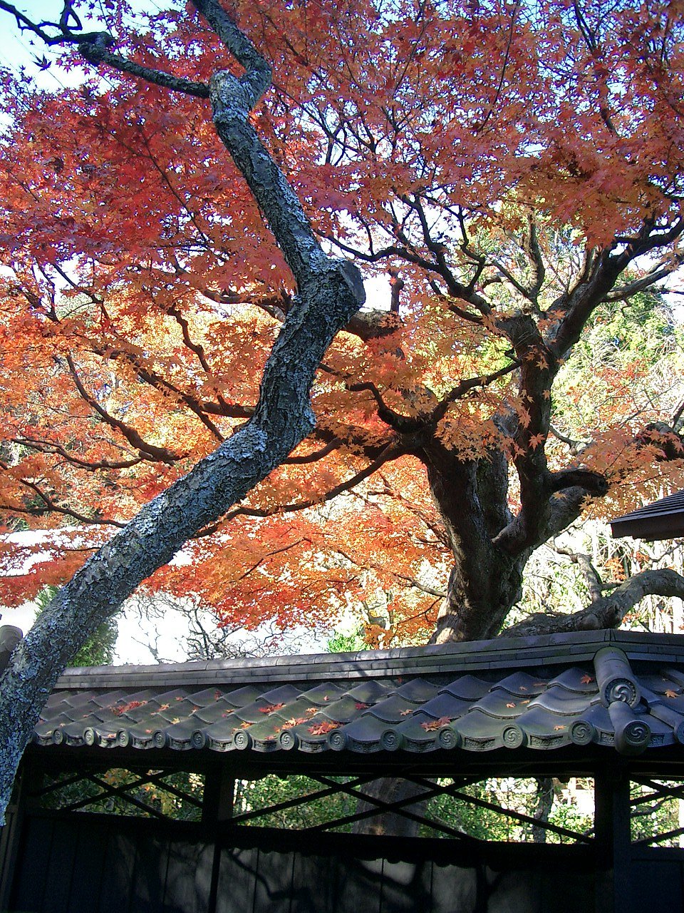 〜　いざ鎌倉（東慶寺-06）　〜