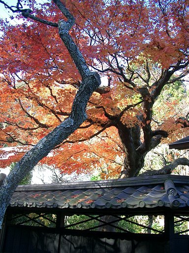 〜　いざ鎌倉（東慶寺-06）　〜