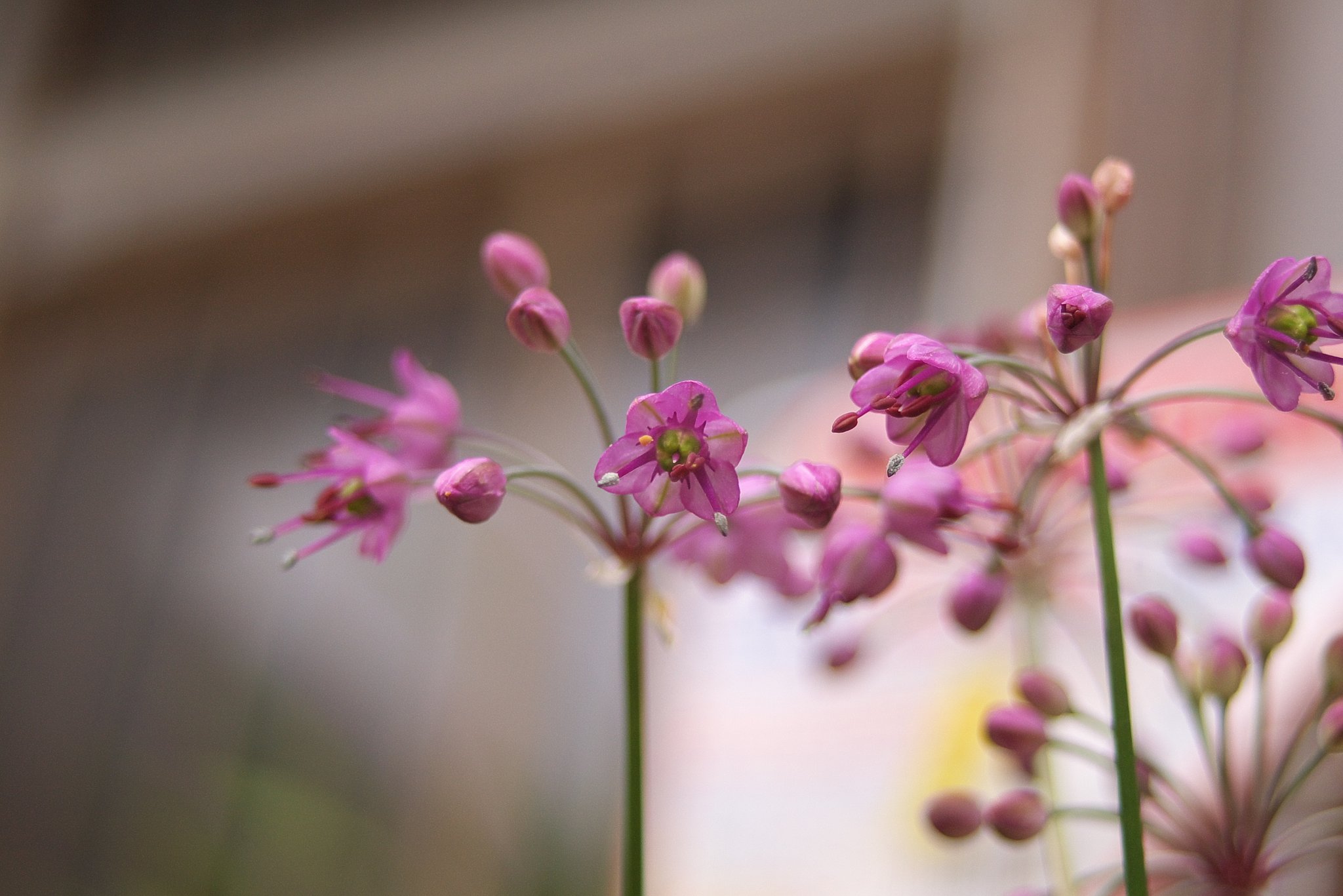 砂丘ラッキョウの花！