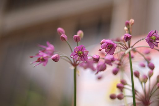 砂丘ラッキョウの花！