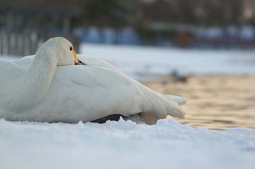 あけましておめでとうございます