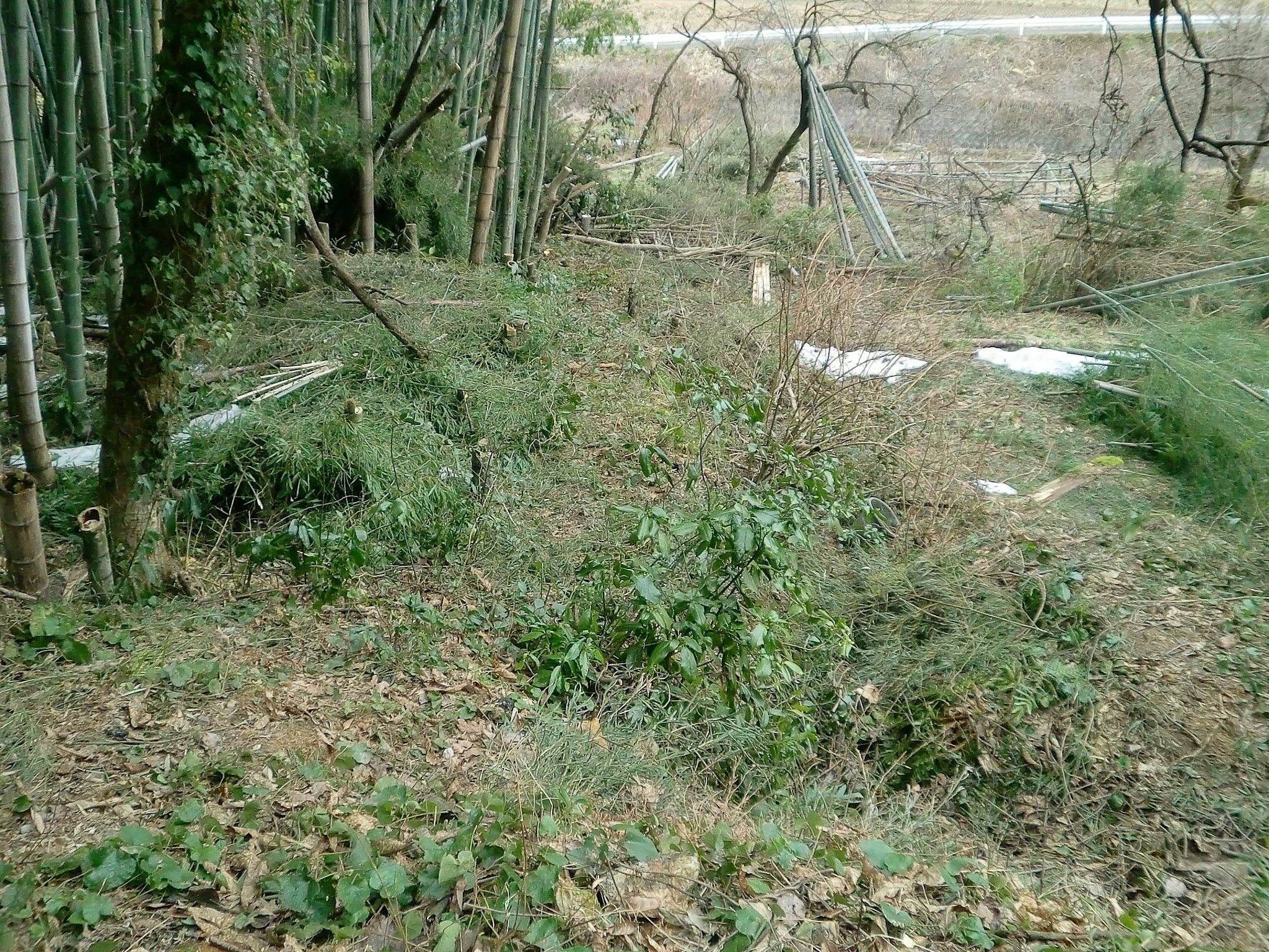 奥の畑の入る道が見えて来た。