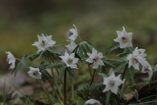 春近し