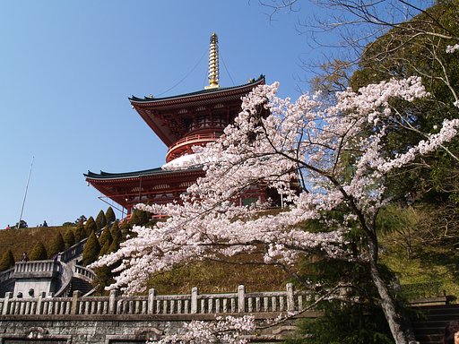 成田山の桜