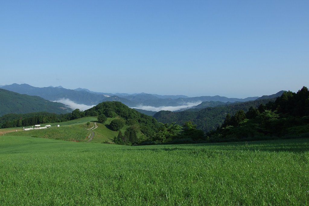 山上の牧草地