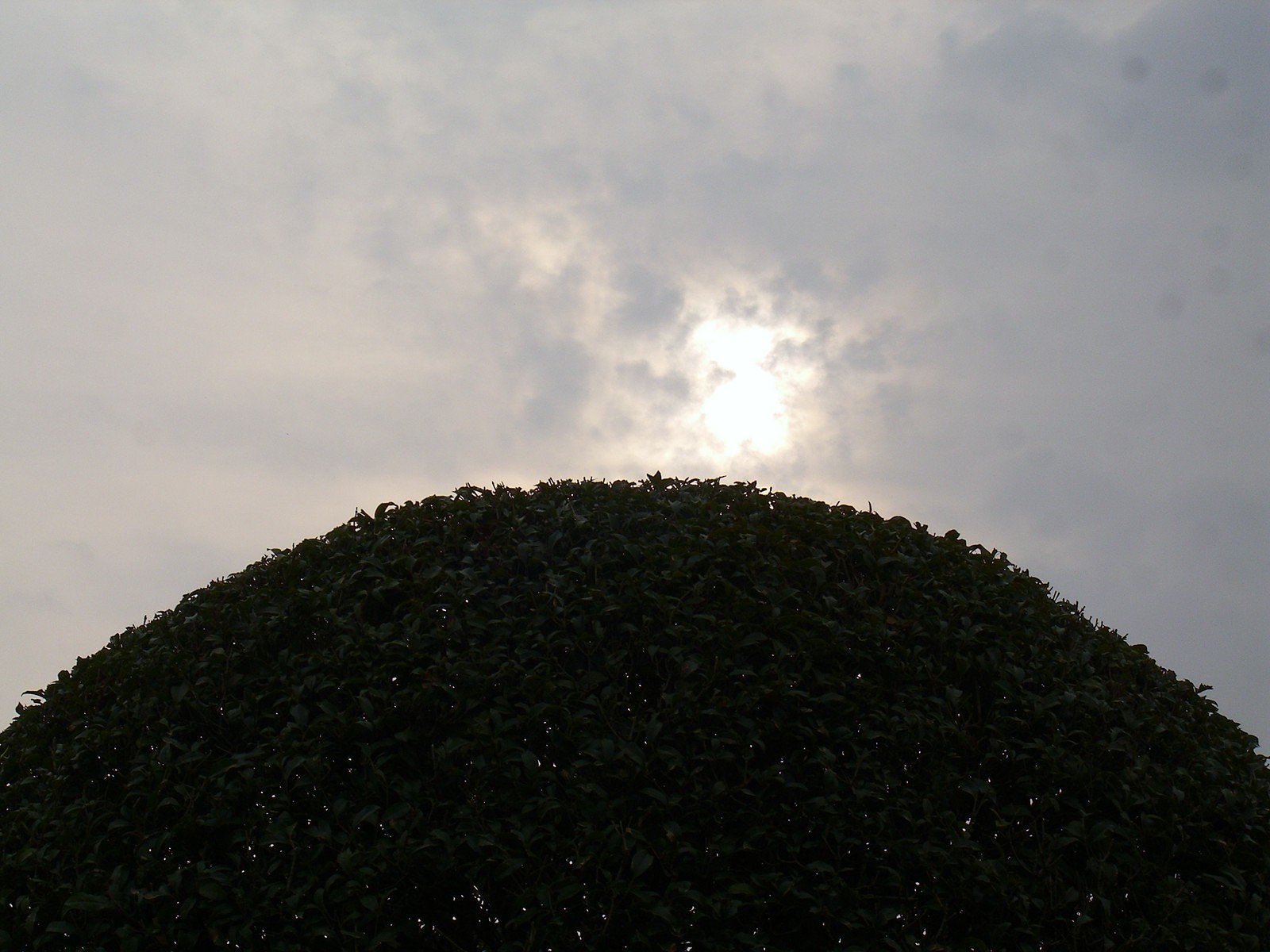 朝曇り