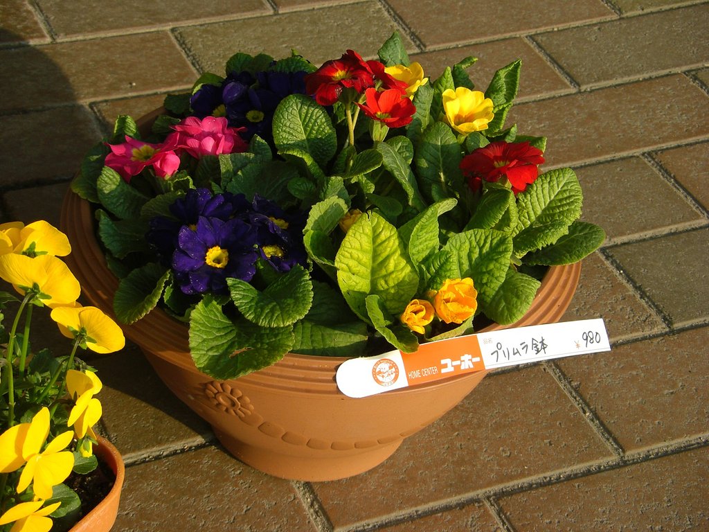 寄せ植え