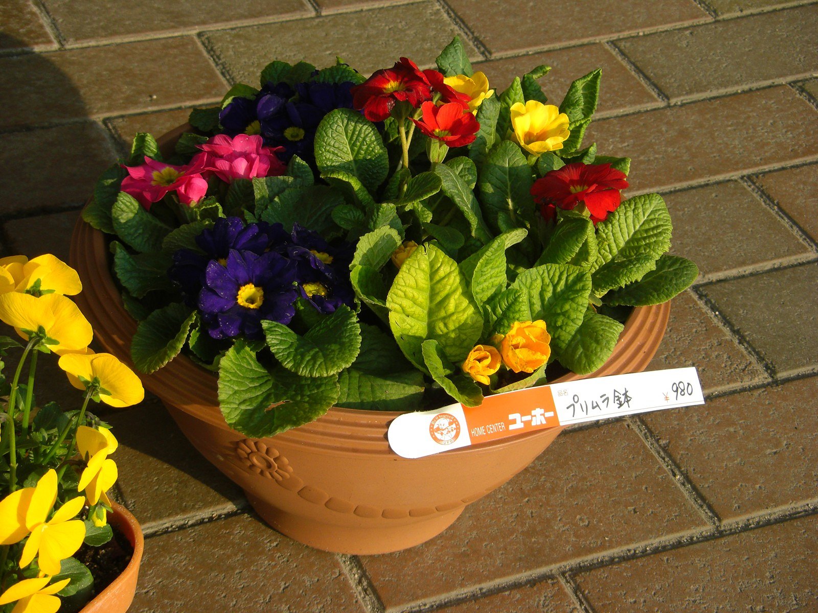寄せ植え