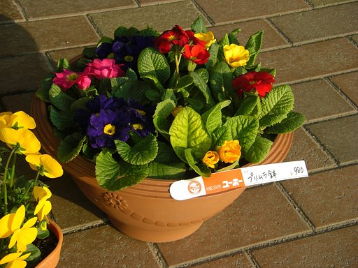 寄せ植え