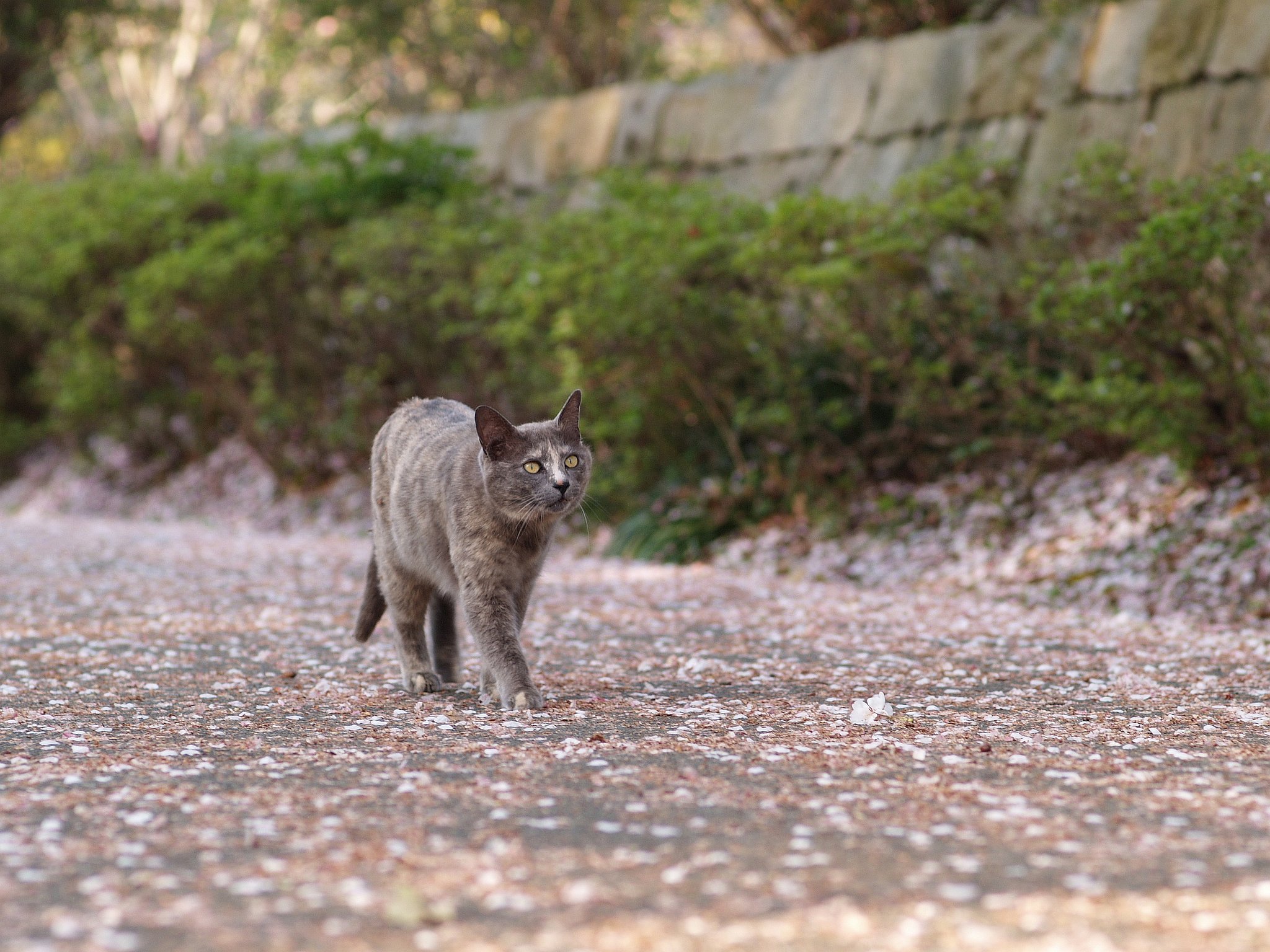 桜猫