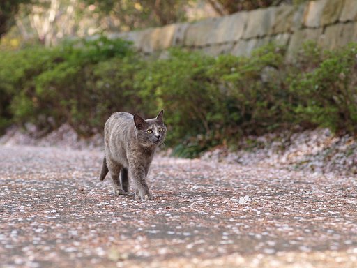 桜猫