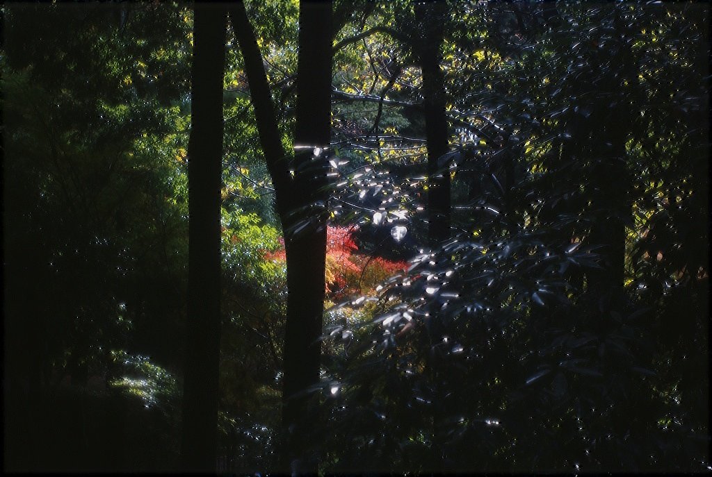 「２００８」チラリズムの美