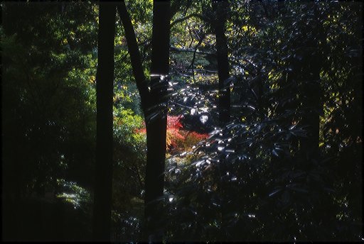 「２００８」チラリズムの美