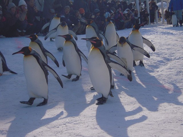 ペンギンの散歩