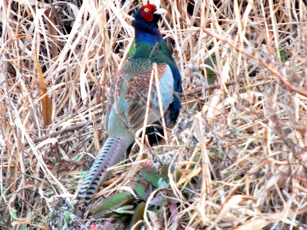 バレンタインに国鳥キジ！