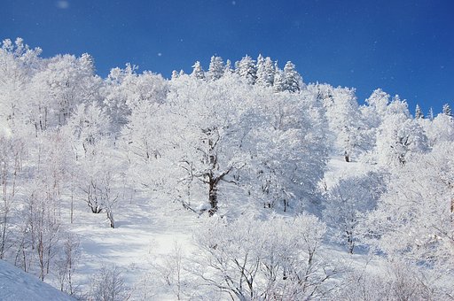 白い樹