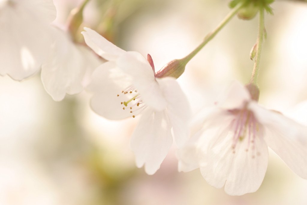 CherryBlossom