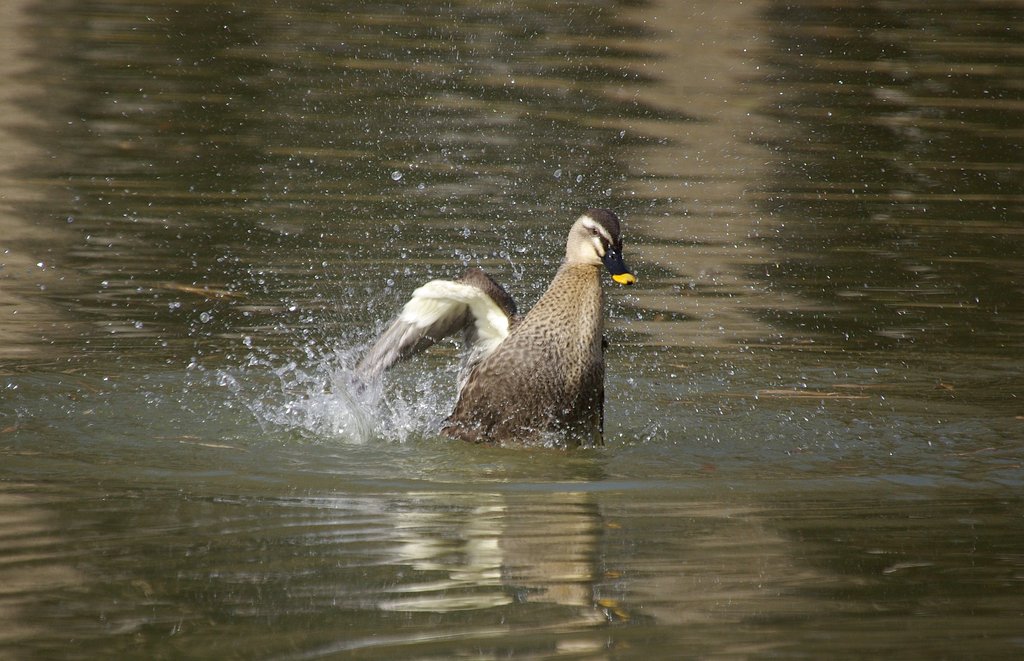春の飛沫