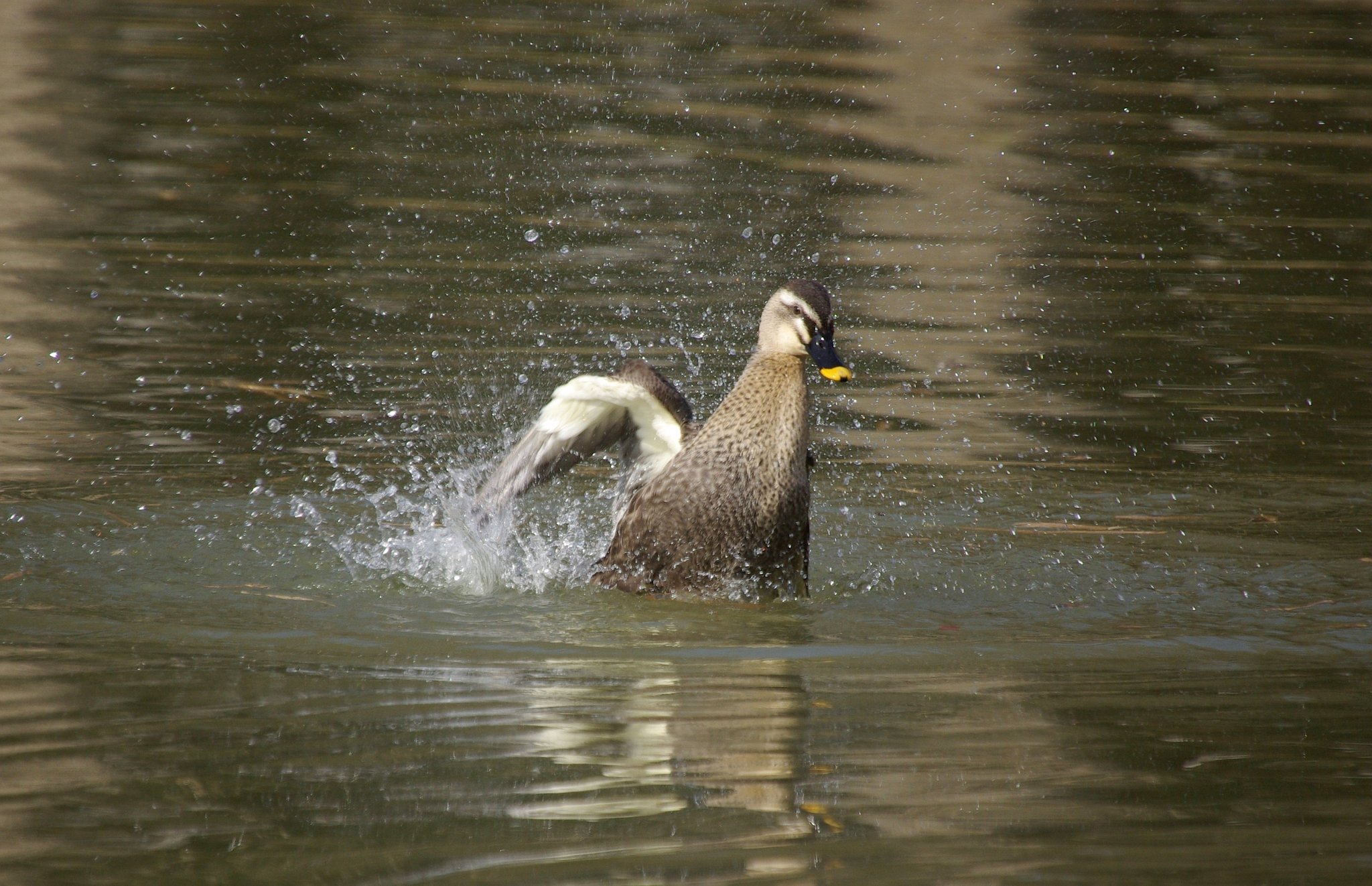 春の飛沫