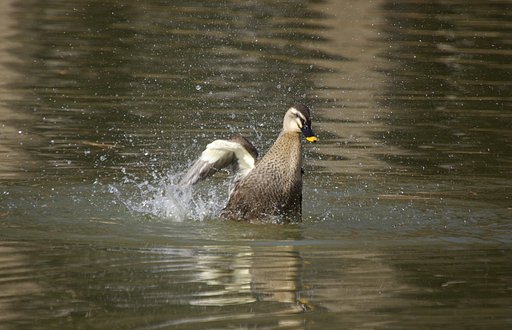 春の飛沫
