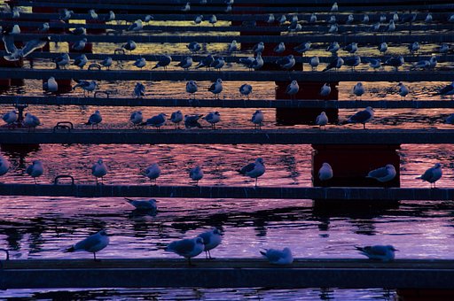 鳥の合唱団