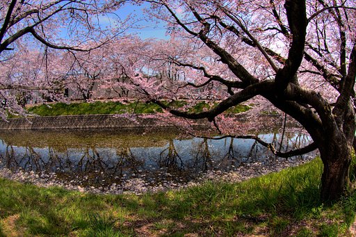 【2008】さくら道擬似ＨＤＲ