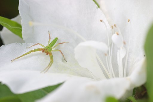 花蜘蛛