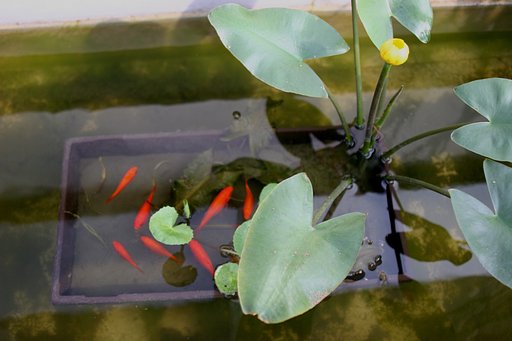 Golden Fish With Leaf
