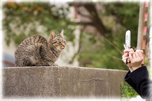 尾道はやっぱり猫