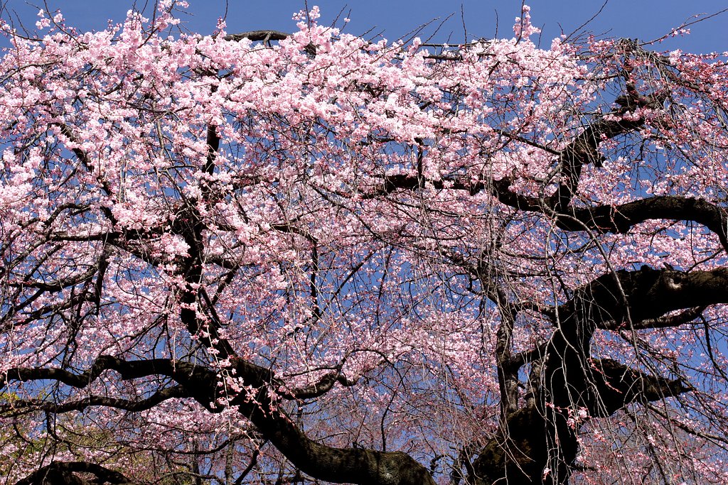 新宿御苑の枝垂れ桜です