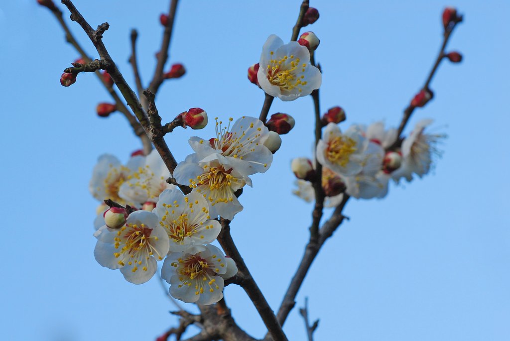 初撮りの白梅