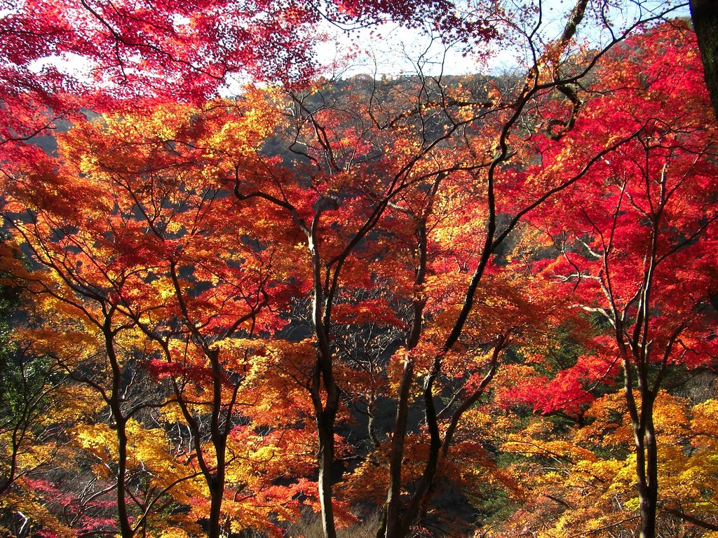 山火事ではありません