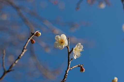 【自然】開花・・・