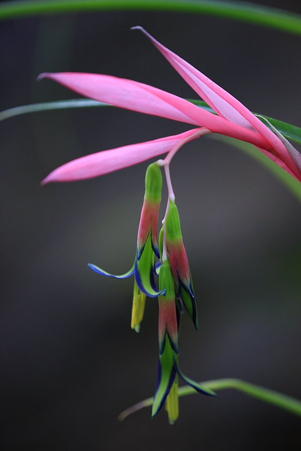 宝石細工の花
