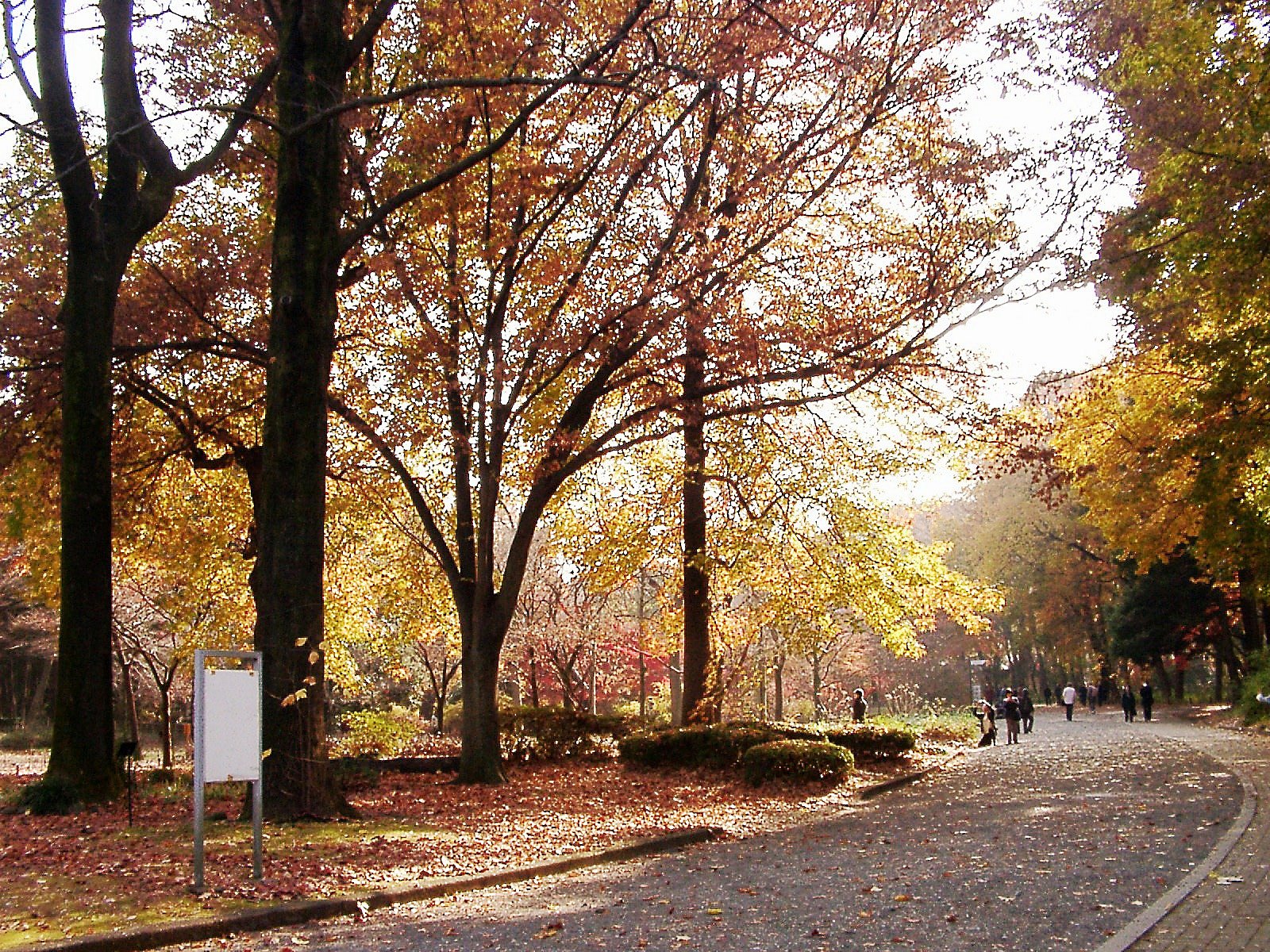 ◆紅葉スケッチ-49 神代植物公園⑨