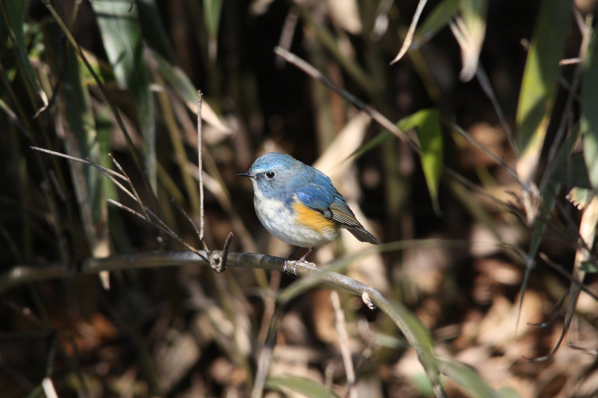 背中かいてたのはこの子