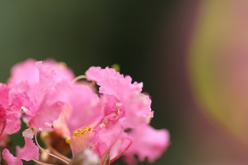 百日紅