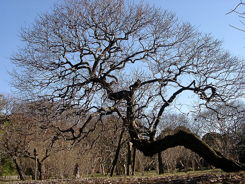 ●初春スケッチ-23 神代植物公園⑪