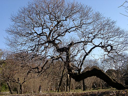 ●初春スケッチ-23 神代植物公園⑪