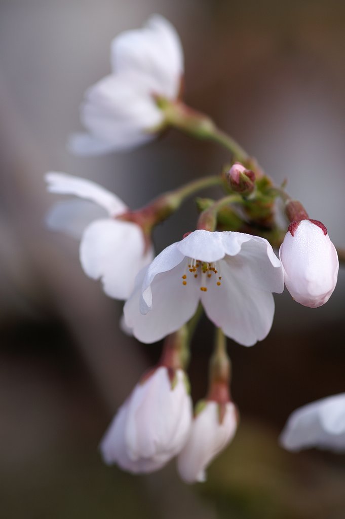 桜咲く